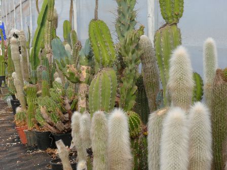 Cereus